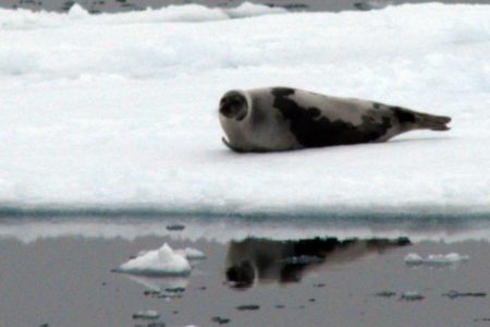 Ban on imported seal products upheld; Ottawa to appeal