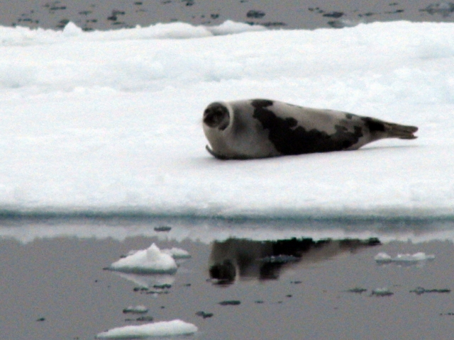 Ban on imported seal products upheld; Ottawa to appeal