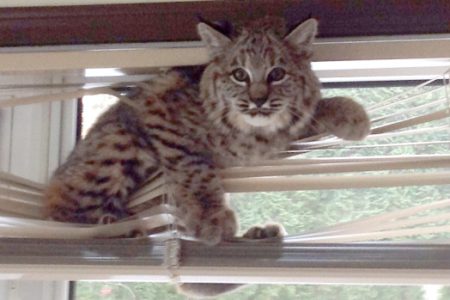 RCMP officer takes creative approach to release bobcat from Nelson basement