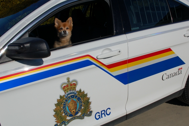 RCMP save diabetic dog in the nick of time