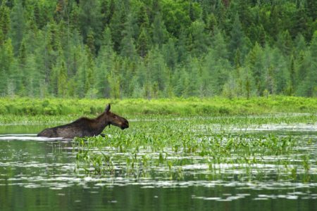 FREE wetlands education program comes to Rossland--sign up today!