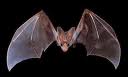 Bat encounters can put you at risk for rabies