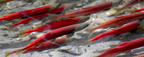LETTER: BC Wildlife Federation slams BC Hydro's management of Arrow Lakes fish populations