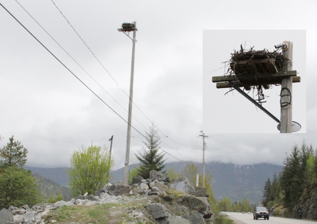 Nelson Hydro, Columbia Wireless give public an up close and in person look at a local Osprey family