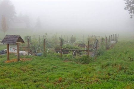 Jubilee wetlands -- boon or bane?