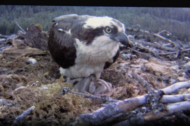 Osprey mystery solved — father killed after contacting hydro line