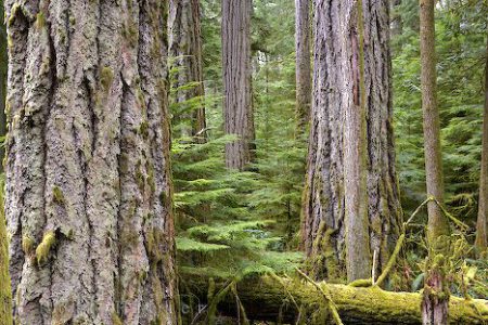 Selkirk College hosts a conversation on B.C. forests