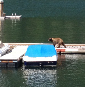 Problem North Shore bear killed after swimming across Kootenay Lake