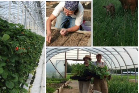 Know Your Farmer, Know Your Food: Celebrate BC Farmers Appreciation Week at the Rossland Market…tomorrow!