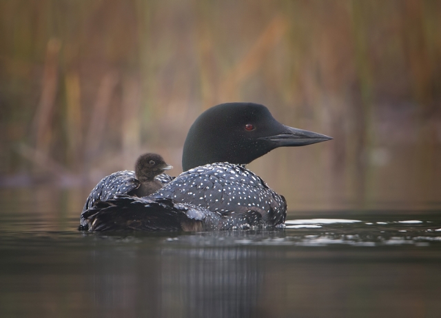 Salmo's Monte Comeau takes one of top awards in Wildlife-In-Focus Wildlife Photography Contest