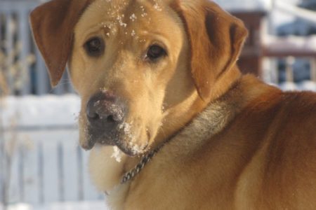 Police dog brings Christmas cheer to hospitalized children