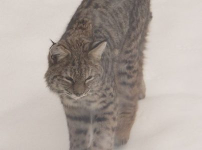 Two pets attacked by bobcat(s) in city last night