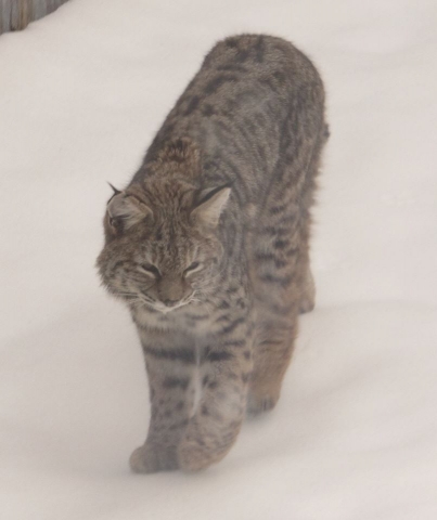 Two pets attacked by bobcat(s) in city last night