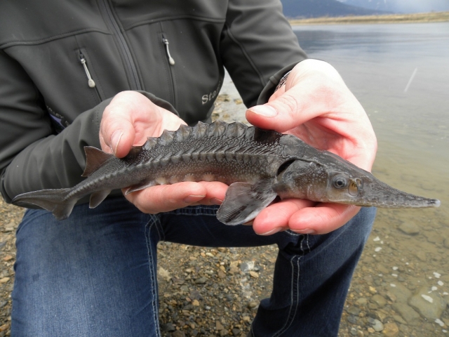 Sturgeon Recovery Program -- Release a Fish Yourself!