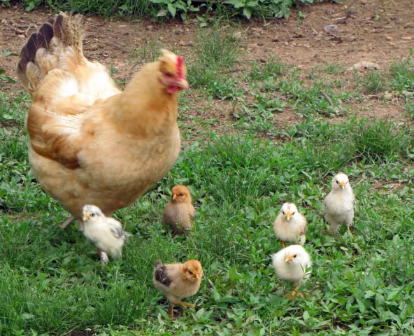 Outbreak of Salmonella infections related to contact with live baby poultry