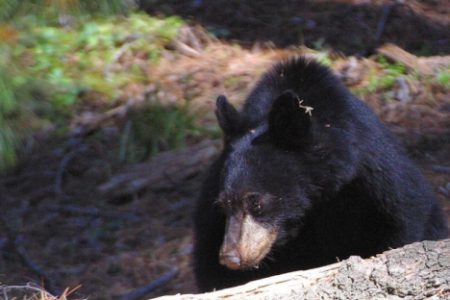 RCMP called after Ridgewood Road resident deals with bear inside home