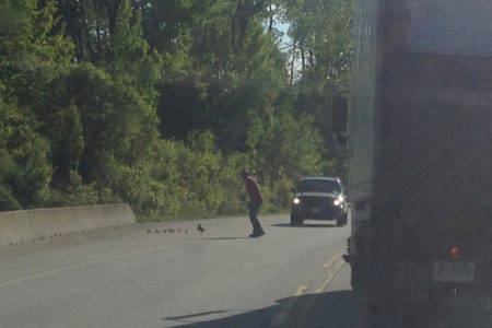 Quick thinking by a Clark Freightways driver spares ducks