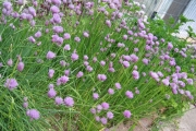 Chives in blossom