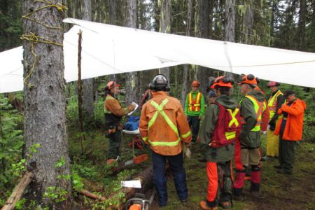 Chainsaws Roar at Strawberry Pass