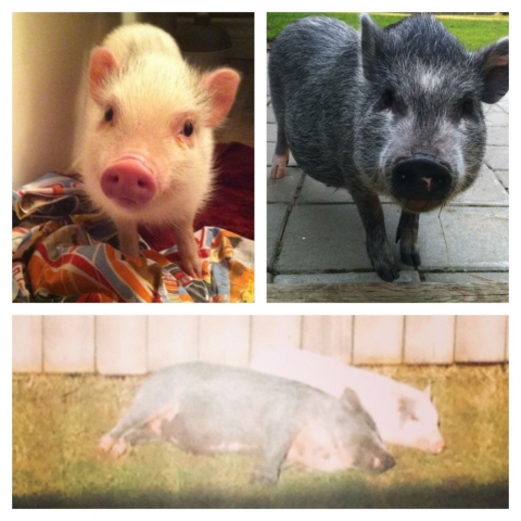 This little piggy went ... nowhere. Lamonts' pet pigs to call Castlegar home