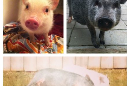 Council says 'no' to pet pigs; family upset at city's mistake