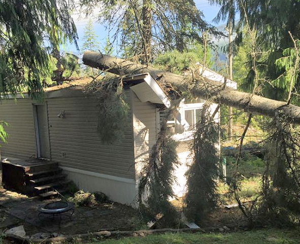Nelson man believes 'Lady Luck' on his side after tree crushes trailer during Monday's thunderstorm