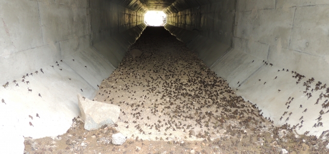 Toadfest 2015: Hot Weather Brings on Early Migration 