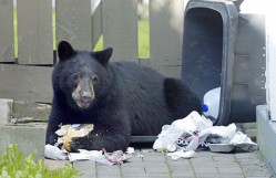 More fines for unsecured garbage may evolve from Bear Smart initiative