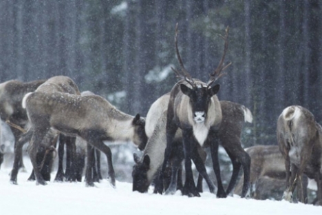 Valhalla Wilderness Society calls for independent review of caribou in maternity pens