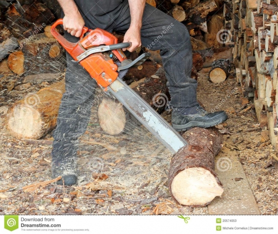 Free firewood permits ensure wood is cut legally