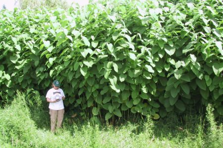 Knotweed Infestations = Higher Taxes and Lower Property Values