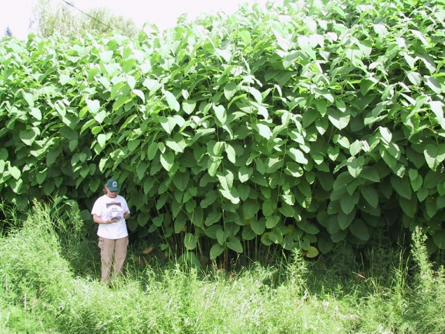 Knotweed Infestations = Higher Taxes and Lower Property Values