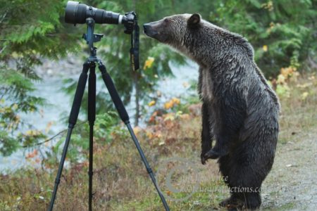 Kootenay Artists Want to Stop Trophy Hunting of Grizzlies