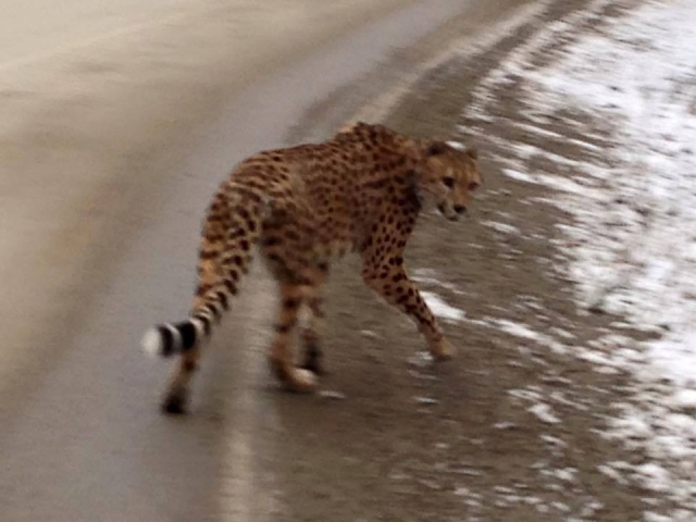 Cheetah conundrum continues - search called off for Kootenay kitty