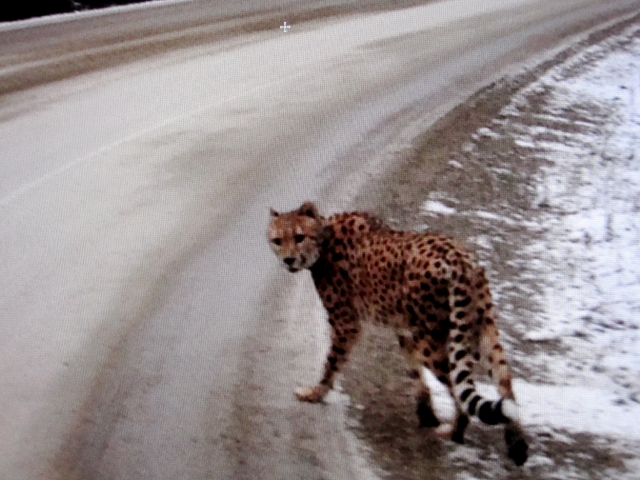 Conservation officers say search called off for missing cheetah on East Shore