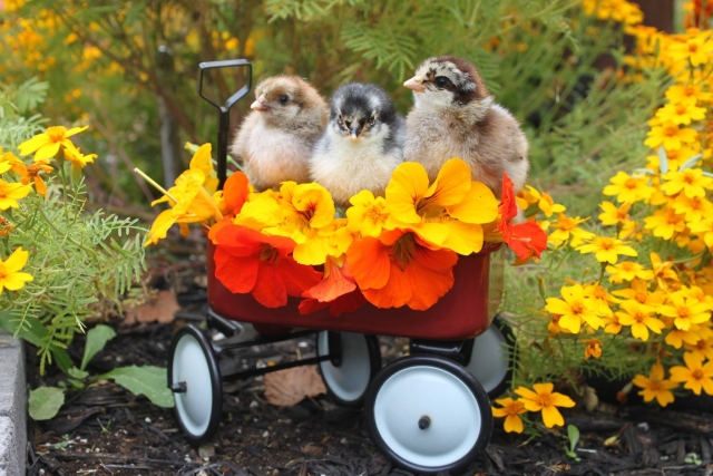 How to keep chicks happy - but not within Castlegar city limits