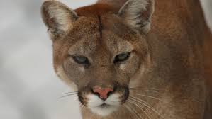 Police warn residents of cougar in Warfield