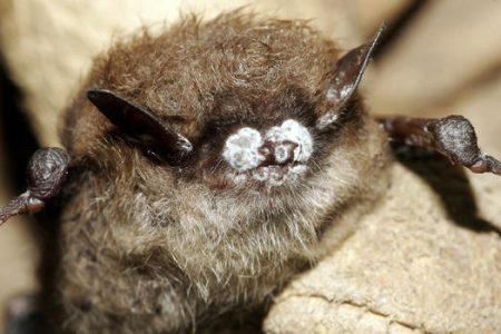 BATS:  ESSENTIAL BUT MISUNDERSTOOD -- AND NOW IN TROUBLE