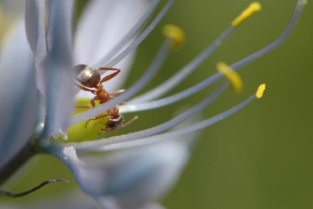 Don't miss Camas Discovery Day this Sunday!