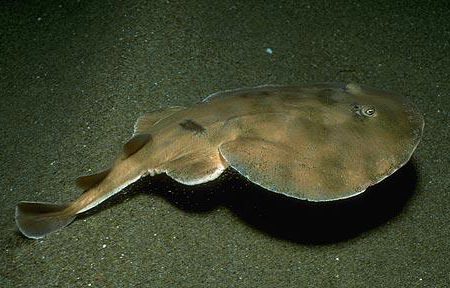 What a Shock!  More Electric Rays in BC Waters