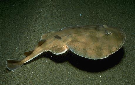What a Shock!  More Electric Rays in BC Waters