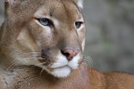 Cougar sightings in Castlegar, Trail, Montrose, Blueberry