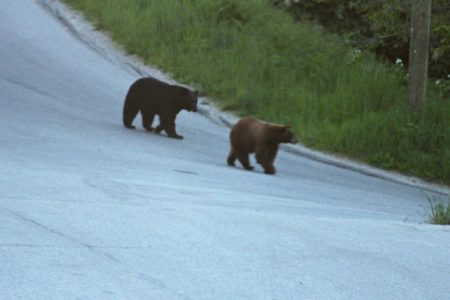 LETTER:  THE TROUBLE WITH BEAR BANGERS