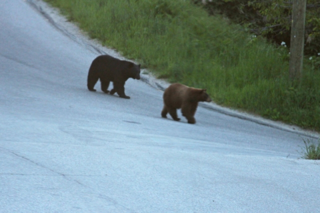 LETTER:  THE TROUBLE WITH BEAR BANGERS