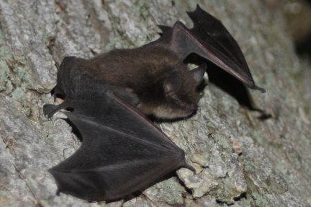 EAVESDROPPING ON BATS