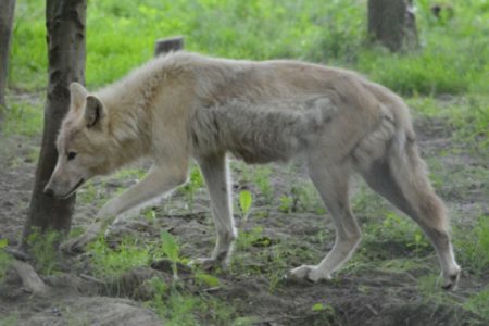 Wolf hunting limits increased for the region; province on the lookout for squatters