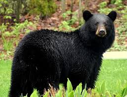 New Bylaw, Bigger Fines for Being 'Bear Careless'