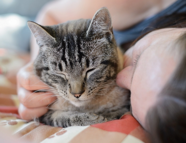 Craving Cat Cuddles?  See the SPCA.