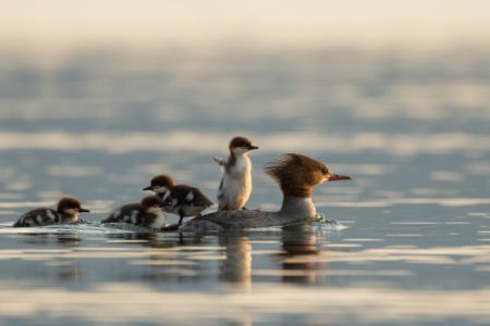 Duckface allowed: BC SPCA wildlife photography contest now open for entries