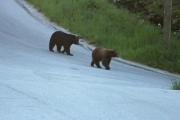 A pair of bears strolling in Rossland